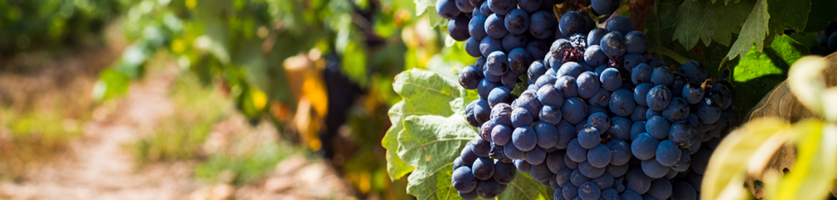 Tempranillo Weintrauben