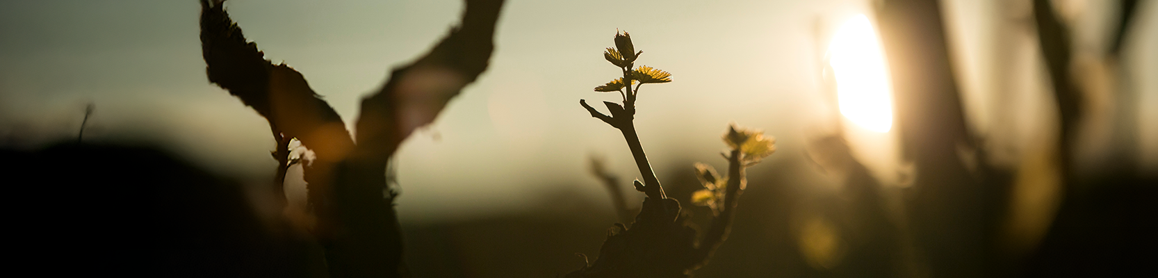 Nahaufnahme von Weinrebe
