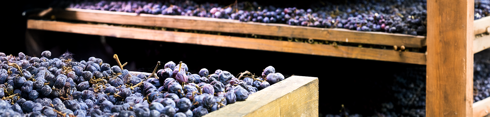 Getrocknete Amarone Trauben