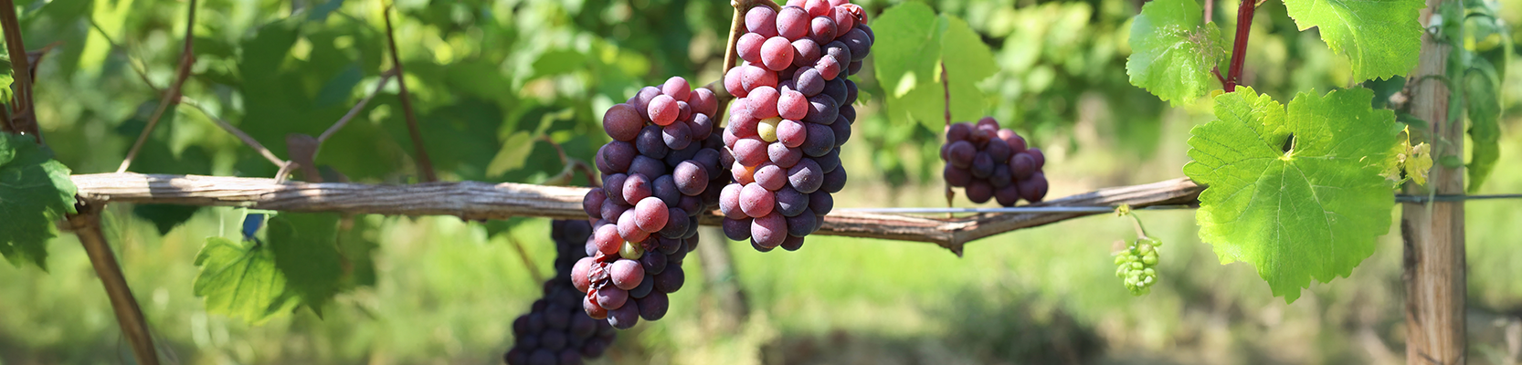 Grauburgunder Trauben an der Rebe