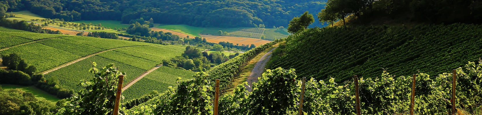 Weinberge in Franken