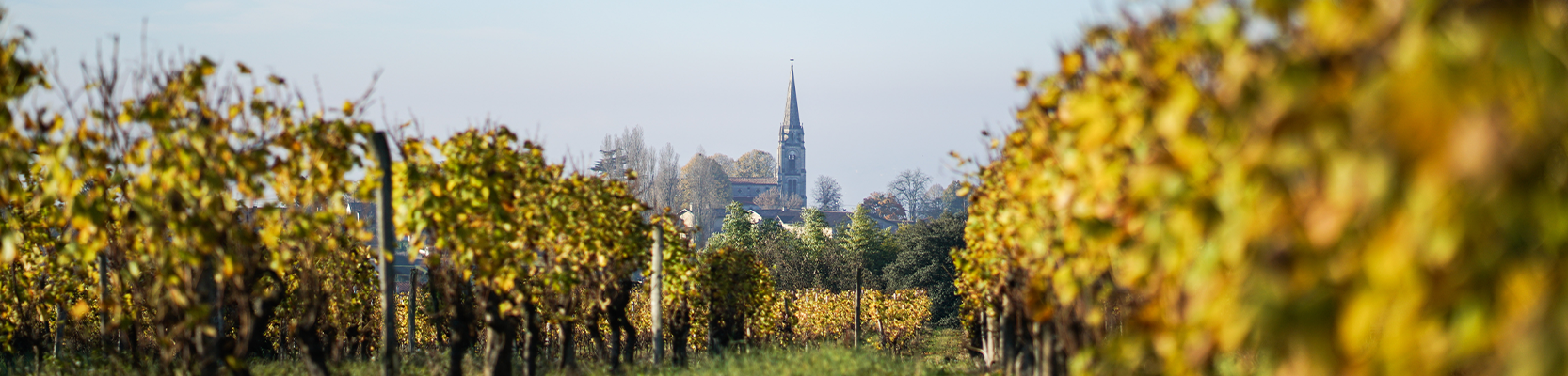 Pomerol Weinberg mit Kirche im Hintergrund