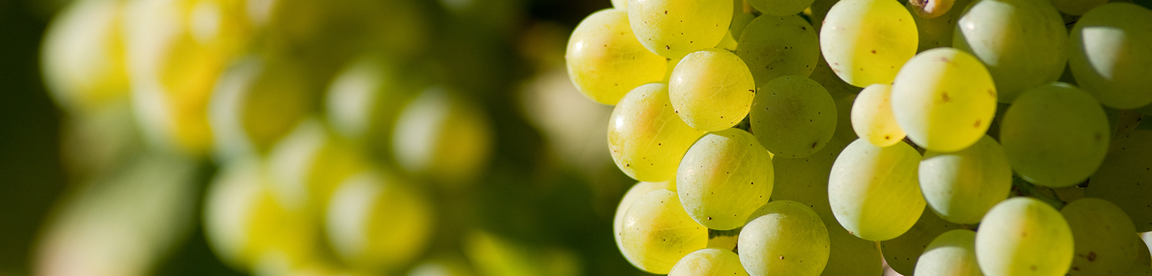 Silvaner Weintrauben