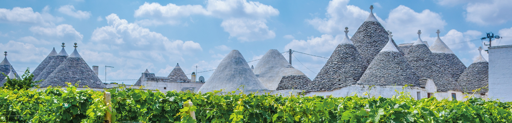 Weinberg Primitivo di Manduria mit Trulli im Hintergrund