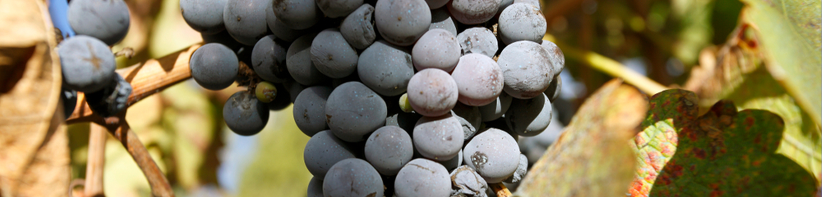 Malbec Weintrauben