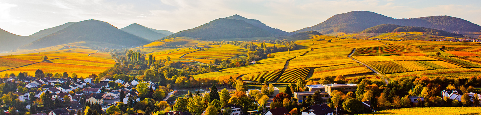 Weinberge in der Pfalz.