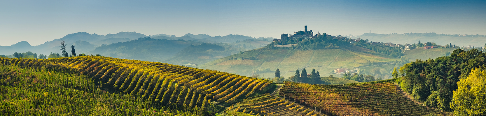 Weinberge in der Region Barolo