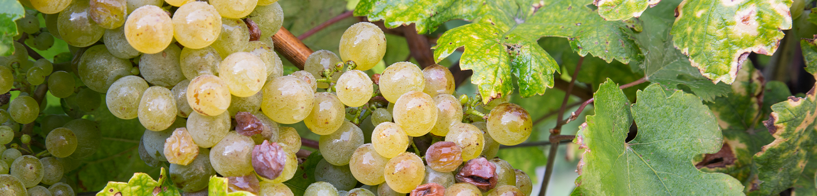 Muskateller Weintrauben