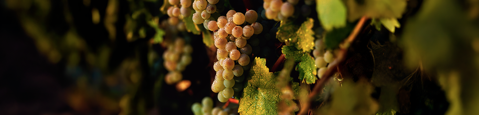 Sauvignon Blanc Trauben an der Rebe