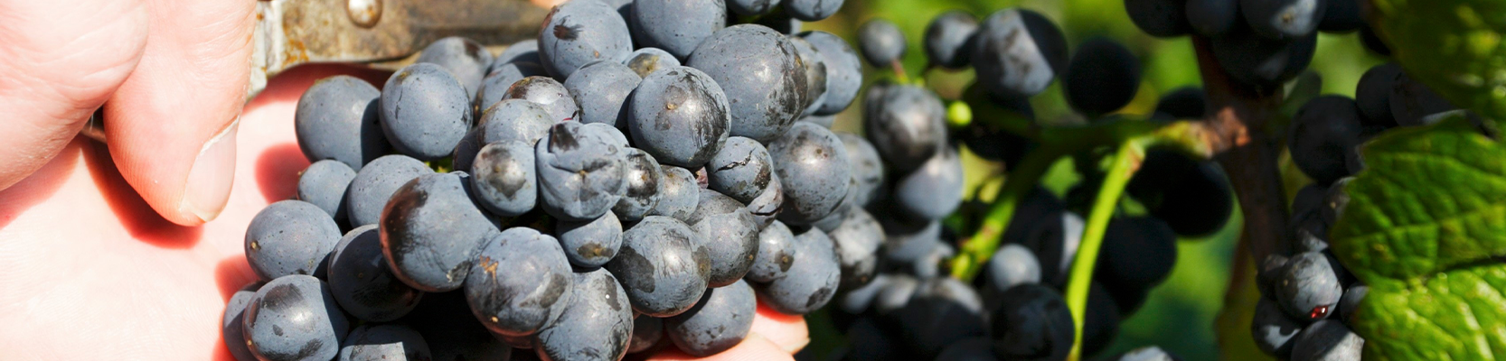 Pinot Meunier Weintrauben