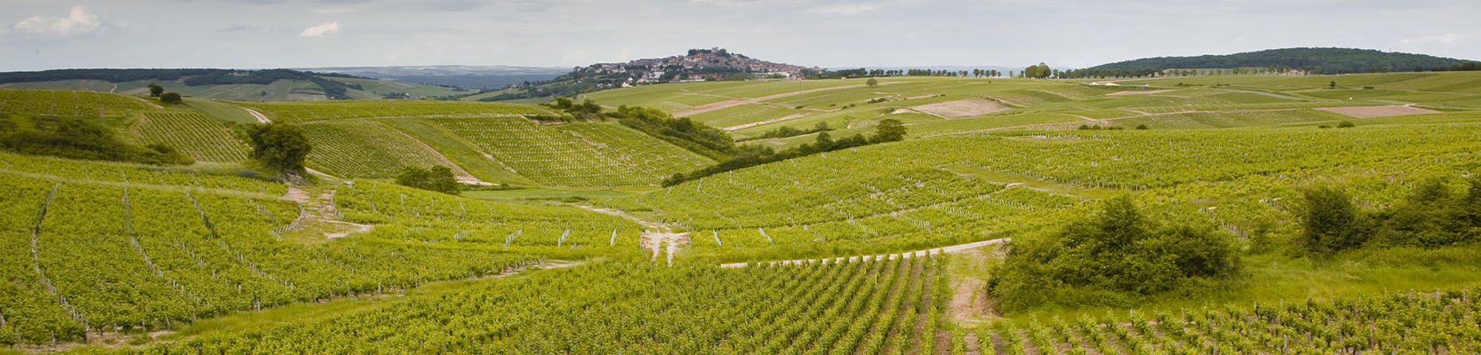 Weinberg an der Loire