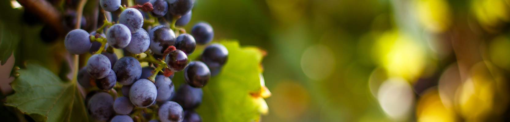 Petit-Verdot Weintrauben