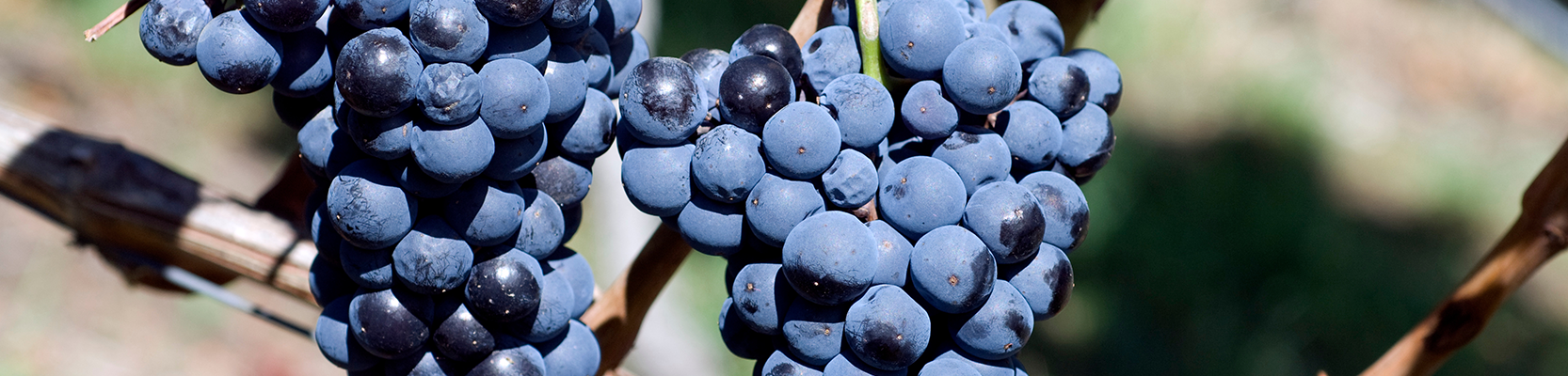 Weintrauben Blaufränkisch