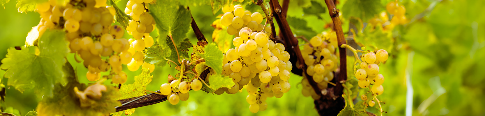 Riesling Trauben an der Rebe