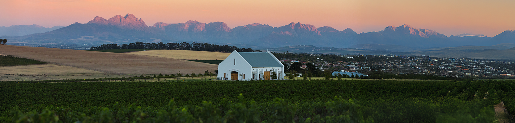Weinberg in Südafrika bei Sonnenuntergang