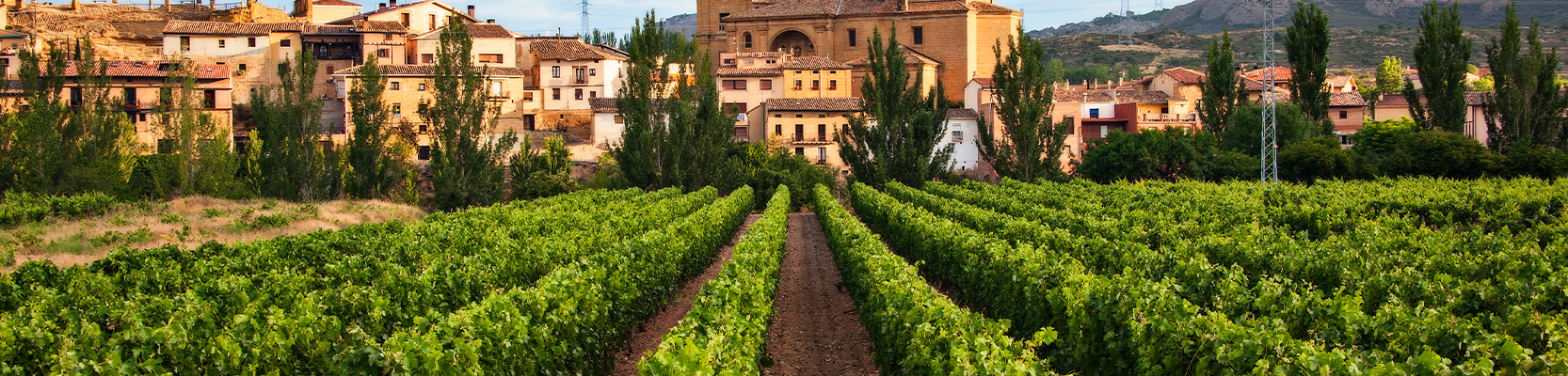 Weinberg und Sicht auf eine Stadt in der Rioja