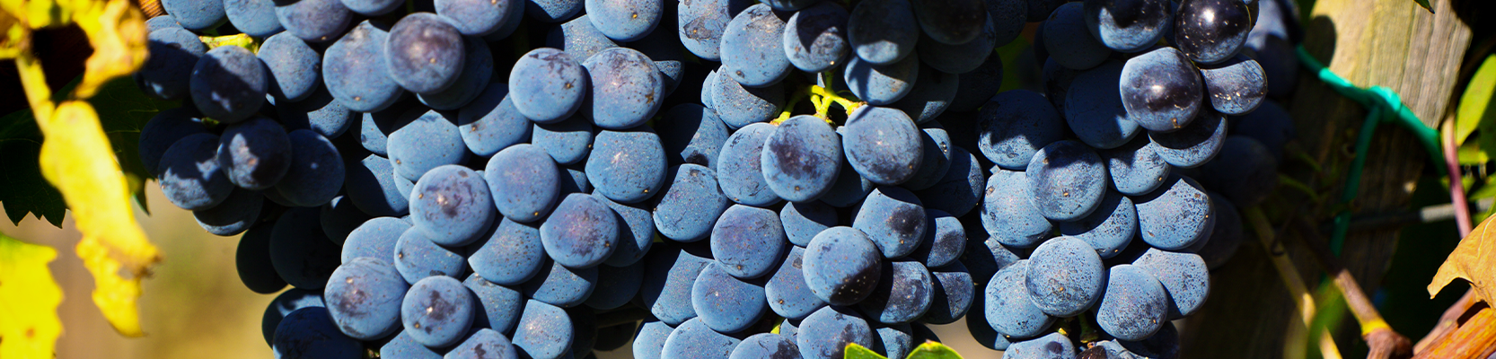 Sangiovese Weintrauben