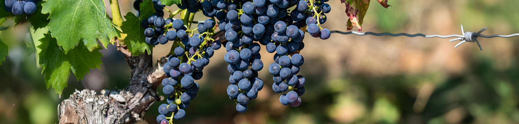 Primitivo Trauben an der Rebe