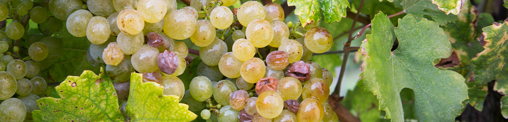 Gelber Muskateller Weintrauben