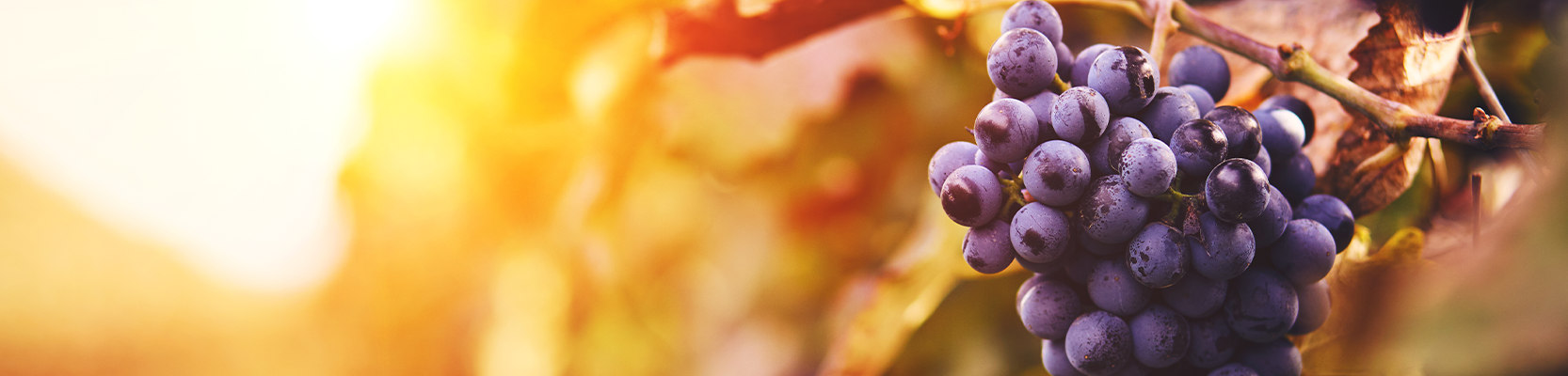 Nebbiolo Weintrauben