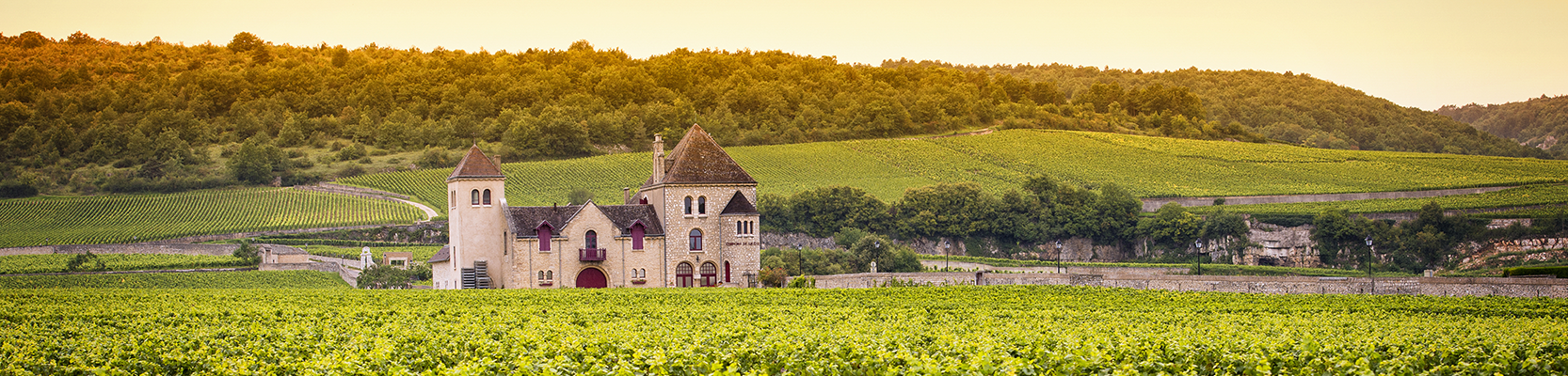 Weinberg und Chateau im Burgund