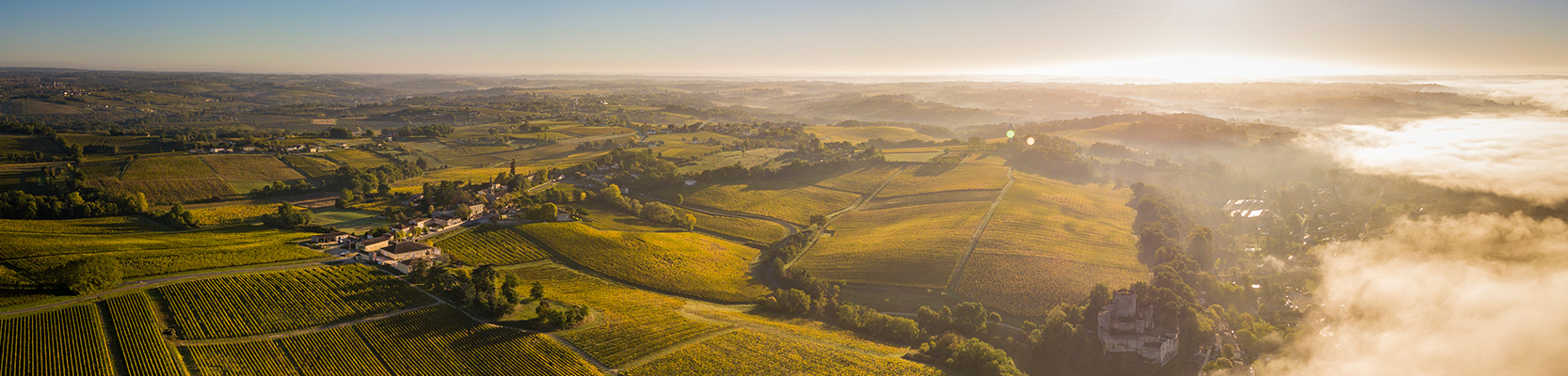 Weinberge in der Region Bordeaux