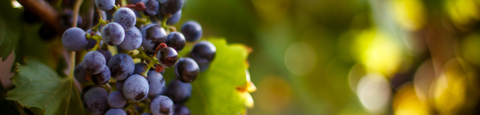 Monastrell Weintrauben