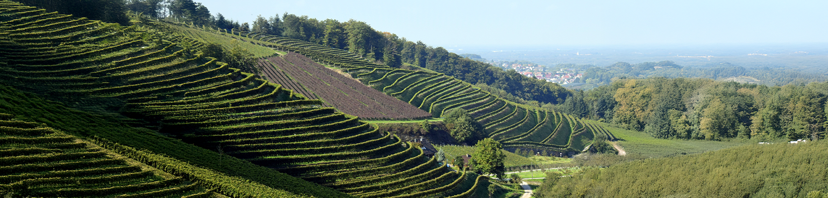 Weinberg in der Anbauregion Baden
