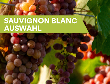 Sauvignon Blanc Weine entdecken