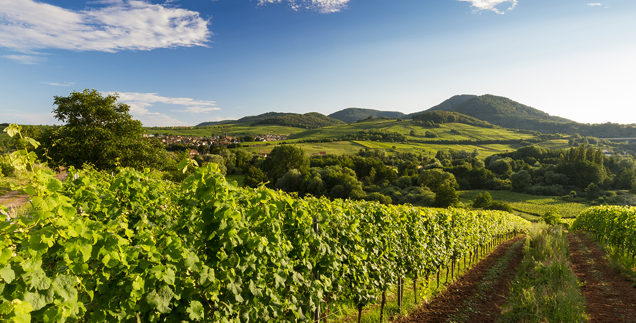 Das Asselheimer Terroir.