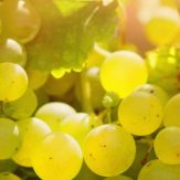 Verdicchio