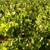Andalusien: alkoholreiche Weine aus dem Süden Spaniens