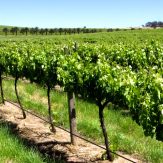 Weinregion Barossa Valley