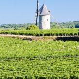 Weinbauregion Bordeaux
