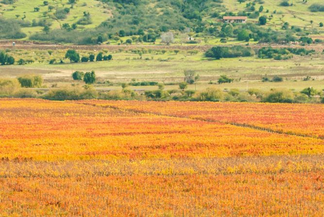 Colchagua Valley