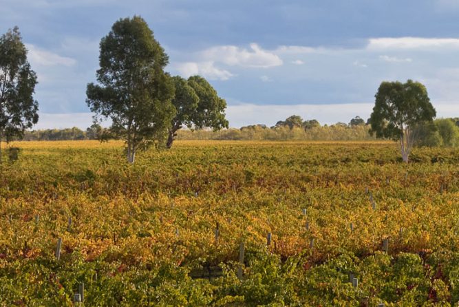 Coonawarra