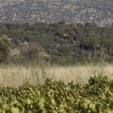 La Mancha: Spanischer Weingenuss