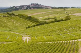 Aus der Region Loire stammen etwa zehn Prozent der gesamten Weinproduktion Frankreichs. Das „Val de Loire“ erstreckt sich mit einer Rebfläche von 70.000 Hektar entlang des Flusses Loire