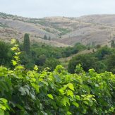 Makedonien: rote Weine aus dem Norden Griechenlands