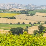 Marken: Rot- und Weißwein aus der italienischen Küstenregion