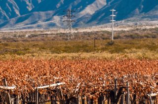 Patagonien: Weinbau im Süden von Argentinien