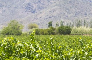 San Juan: einfache Weine aus Argentinien