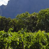 Stellenbosch