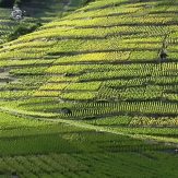 Wallis: Gletscherwein vom Südwesten der Schweiz
