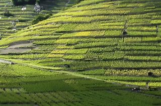 Wallis: Gletscherwein vom Südwesten der Schweiz