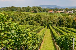 Weinviertel: Kellergassen prägen die österreichische Weinbauregion