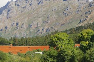 Western Cape: vielfältige Weine aus Südafrika