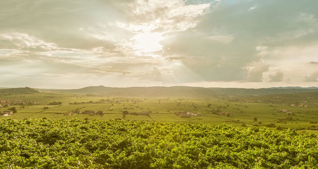 Amarone: Ein ganz besonderer Wein aus Italien