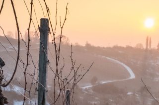 Winter im Weinberg