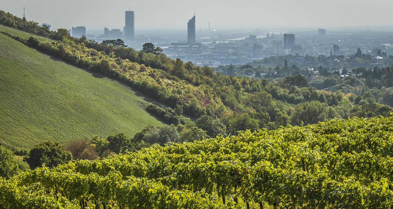 Weinregion Wien